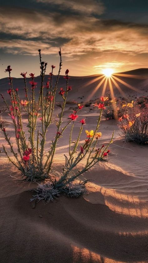 Sandy Desert, Image Prompts, Beautiful Nature Wallpaper Hd, Desert Life, Desert Sunset, Golden Light, Breathtaking Beauty, Sunset Wallpaper, Beautiful Nature Wallpaper