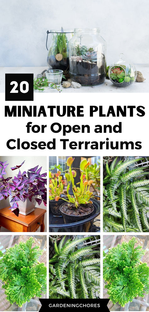 A Step-by-Step Guide on How to Make a Terrarium Nature, Diy Terrarium Plants, Witch Terrarium Ideas, Fun Terrarium Ideas, Dome Terrarium Ideas, Best Plants For A Terrarium, Small Plant Terrarium Ideas, Good Plants For Terrariums, Mini Terrarium Plants