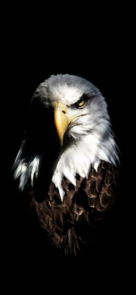 Black Hd Wallpaper Iphone, Wildlife Wallpaper, Eagle Face, Black Hd Wallpaper, Eagle Images, Lion Photography, Eagle Wallpaper, Graffiti Wallpaper Iphone, Amoled Wallpapers