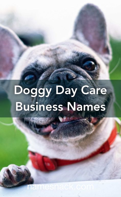 Dog Boarding Business Ideas, Dog Boarding Business Names, Doggie Day Care Ideas, Doggy Day Care Ideas, Doggie Daycare Ideas Business, Doggie Daycare Ideas, Doggy Daycare Ideas, Dog Daycare Ideas, Daycare Names Ideas