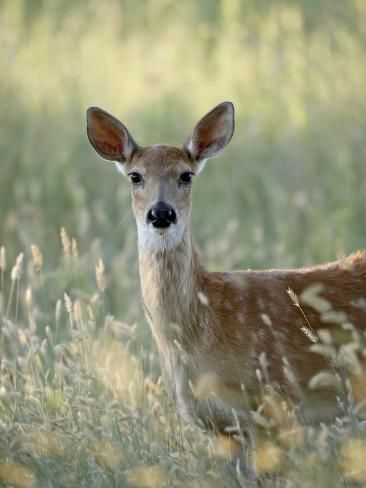 size: 24x18in Photographic Print: Whitetail Deer (Odocoileus Virginianus) Doe, Devil's Tower National Monument, Wyoming, USA by James Hager : Devils Tower National Monument, Picture References, Funny Deer, Deer Doe, Devils Tower, Deer Painting, Hunting Camo, Place Holder, Nature Drawing