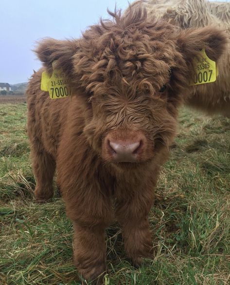 Blow Dried Cow, Mini Highland Cow, Pet Cows, Cow Photos, Mini Cows, Baby Highland Cow, Baby Farm Animals, Fluffy Cows