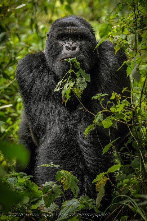 Gorilla Eating, Gorillas In The Mist, Fav Animal, Gorilla Tattoo, Ape Monkey, Gorilla Trekking, Animal Instinct, Mountain Gorilla, Animal References