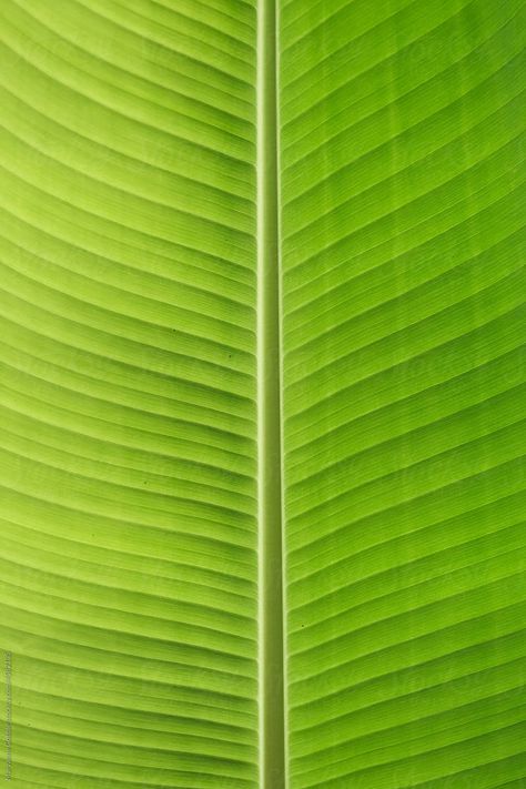 Banana Leaf Logo Design, Banana Leaves Background, Banana Leaf Texture, Banana Leaf Photography, Banana Leaf Background, Plantain Tree, Leave Background, Sand Logo, Plain Background Colors