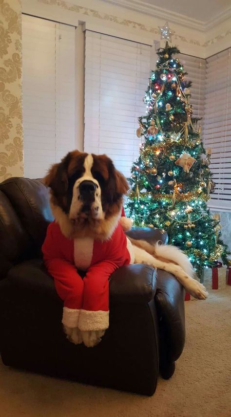 Christmas is Ben's favorite holiday so he decided to get Einstein all dressed us for season!! Saint Bernard Christmas, St Bernard Dog, St Bernard Christmas, St Bernard Puppy, St Bernard Dogs, Bernard Dog, Santa Paws, St Bernard, Saint Bernard