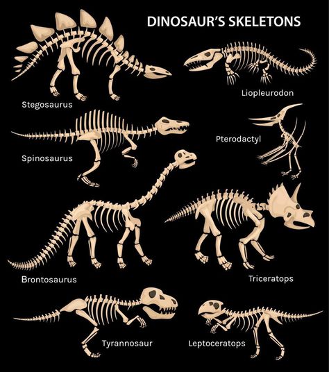 Dinosaur Fossils Drawing, Teridactil Dinosaur, Dinosaur Bones Drawing, Skeleton Labeled, Skeleton Template, Dino Skeleton, Bone Drawing, Dino Bones, Long Neck Dinosaur