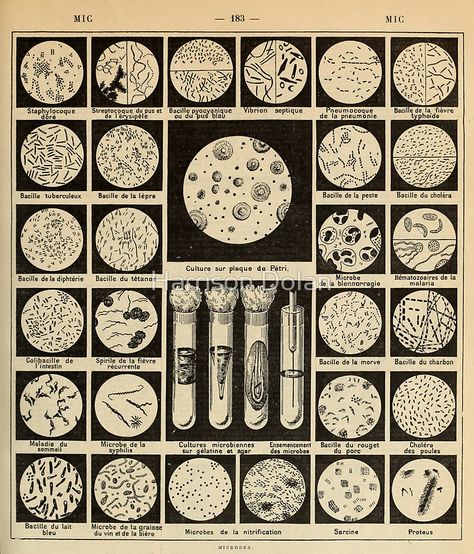 bacteria culture vintage french science journal by Harrison Dolan  #posters #vintage #antique Biology Academia Aesthetic, Little Women 2019 Aesthetic, Vintage Science Aesthetic, Dark Science Aesthetic, Vintage Science Posters, Science Academia, Bacteria Culture, Journal Poster, Dark Academia Posters