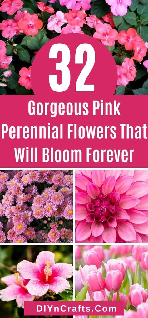 Pink Flower Garden Ideas, Plants That Flower All Summer, Hibiscus Flower Landscaping Ideas, Pink Plants Outdoor, Shade Perrenials That Bloom All Summer, Pink Perrenials, Pink Flowers Landscape, Pink Backyard, Pink Flower Garden