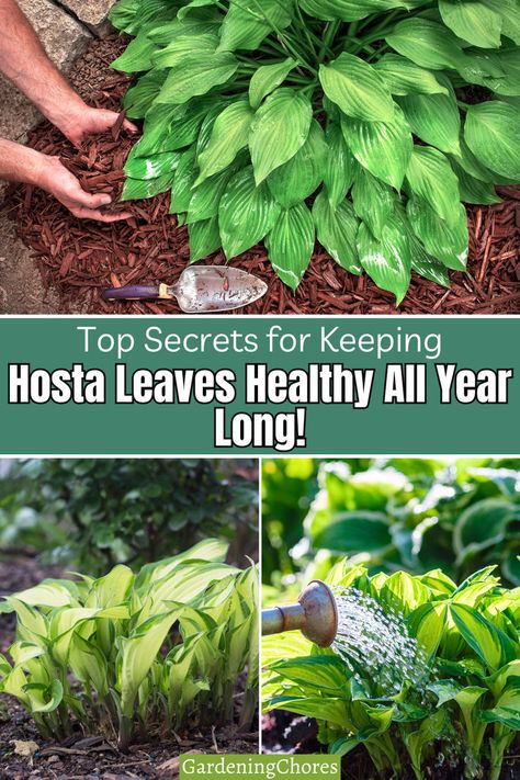 Hosta Leaves, Hosta Care, Hosta Gardens, Foliage Plants, Top Tips, Natural Wonders, Lush, To Read, Outdoor Living