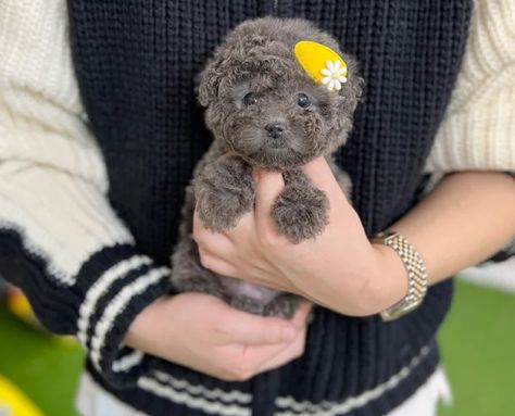 Poodle puppies for sale Toy Poodle Puppies For Sale Near Me, Teacup Puppies For Sale Near Me, Black Yorkie Poo, Black Yorkie, Micro Teacup Poodle, Micro Poodle, Teacup Poodles For Sale, Toy Poodles For Sale, Mini Poodle Puppy