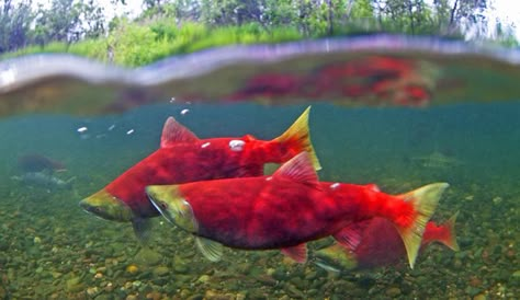 Sockeye Salmon Photography, Deep Boys, Salmon Animal, Salmon Pictures, Salmon Photography, Salmon Species, Beautiful Fishes, Fish Photos, Fish Paintings