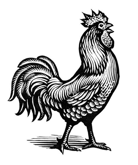 Chris Wormell, Scratchboard Artists, Rooster Silhouette, Rooster Tattoo, Engraved Illustration, Woodcut Illustration, Posca Art, Engraving Illustration, Linocut Art