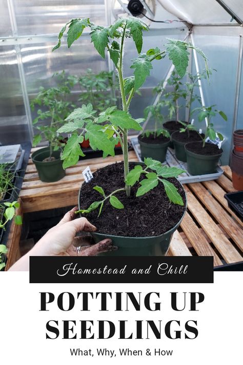 Potting up seedings as they grow is essential, and helps them thrive! This article will discuss the what, why, when, and how of potting up seedlings. Come read along... Garden Knowledge, Cucumber Seedlings, Growing Tomatoes In Containers, Tomato Seedlings, Box Garden, Container Gardening Vegetables, Organic Gardening Tips, Growing Tomatoes, Tomato Plants