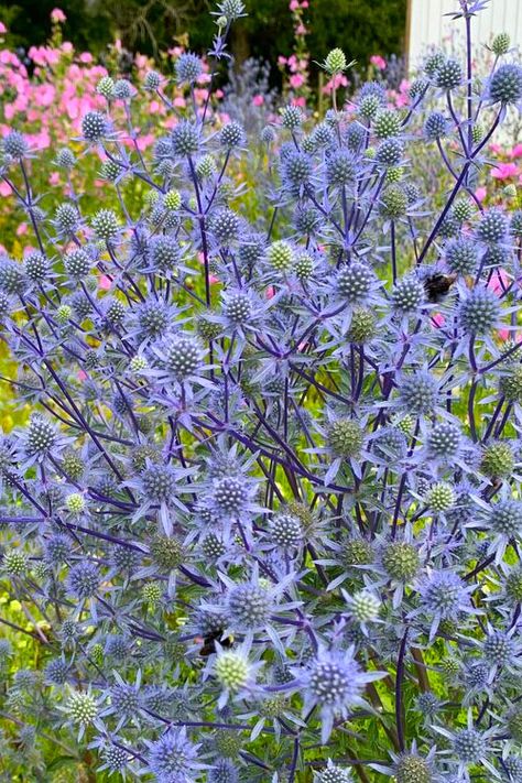 Alpine Sea Holly, Farm Flowers, Flower Identification, Sea Holly, Gothic Garden, Beach Garden, Vegetable Garden Design, Beach Gardens, Manhattan Beach