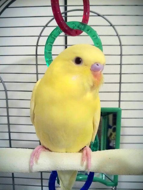 Belle my Yellow Budgie! Yellow Budgie, Budgies Bird, Chicken Bird, My Yellow, Cute Chickens, Cute Animals, Birds, Pet, Yellow