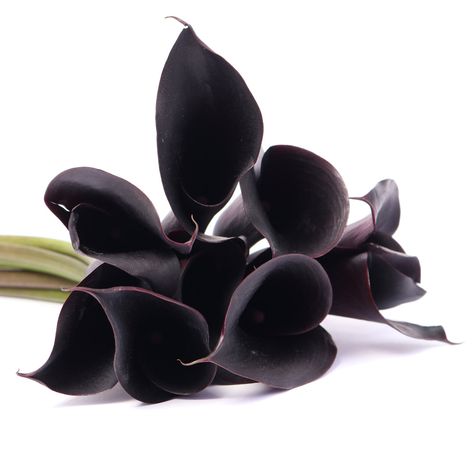 Mini Calla Lily Black Calla Lilies, Houdini Estate, Lily Aesthetic, Calla Lily Colors, Black Calla Lily, Floral Food, Holiday Palette, Fairytale World, Mini Calla Lilies