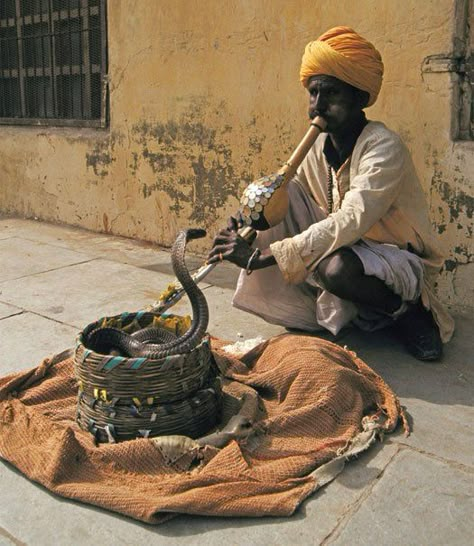 Snake Charmer. John Downer/Getty Images Circus Snake Charmer, Snake Worship, Moses Snake Staff, Snake Staff, Beast Tamer, Eastern Garter Snake, Mansa Musa, Frog Species, Forest Sounds