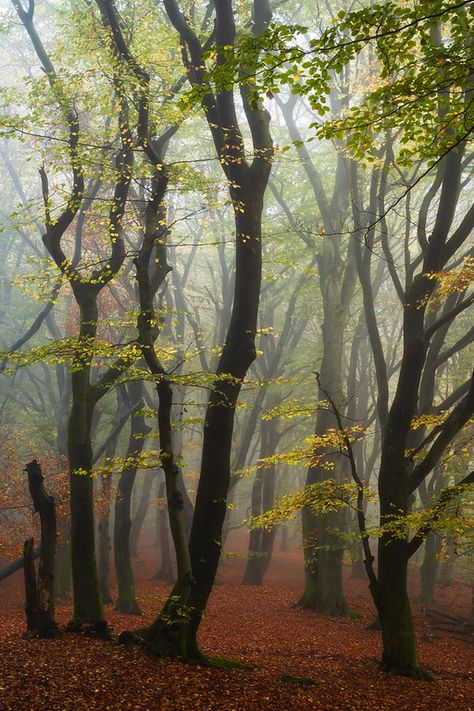 Moody forest Nature, Moody Forest, Forest Photography, Photography Workshops, Nature Photographs, The Netherlands, My Website, Still Life, Netherlands