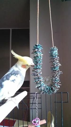 15 DIY Bird Toy Plans You Can Make Today (with Pictures) | Pet Keen Diy Conure Toys, Bird Toys Diy, Bird Enrichment, Parrot Ideas, Homemade Bird Toys, Cockatiel Care, Diy Parrot Toys, Diy Parrot, Birds Toys