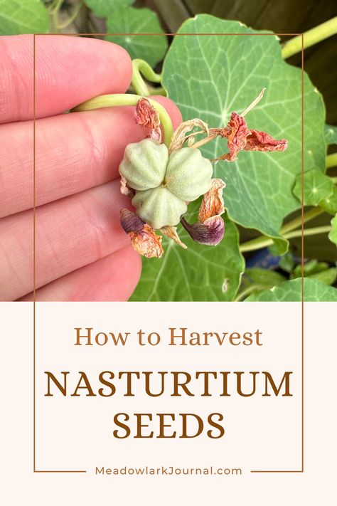 how to harvest nasturtium seeds Save Seeds, What Is Water, Timing Is Everything, Plant Guide, Seed Saving, Flower Gardening, Grow Bags, Vibrant Flowers, Growing Seeds