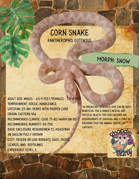 Arriving tomorrow- Snow cornsnakes #RhondasAviary Coral Snow Corn Snake, Snow Corn Snake, Cornsnakes Enclosure, Corn Snake Enclosure, Snake Enclosure, Corn Snake, Life Is Precious, Cute Snake, Animal Projects