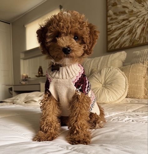 Toy Poodle Puppies Aesthetic, Mini Doodle Puppy, Brown Poodle Aesthetic, Puppy Toy Poodle, Brown Toy Poodle Aesthetic, Brown Teacup Poodle, You Poodle Puppy, You Poodle, Mini Poodle Aesthetic