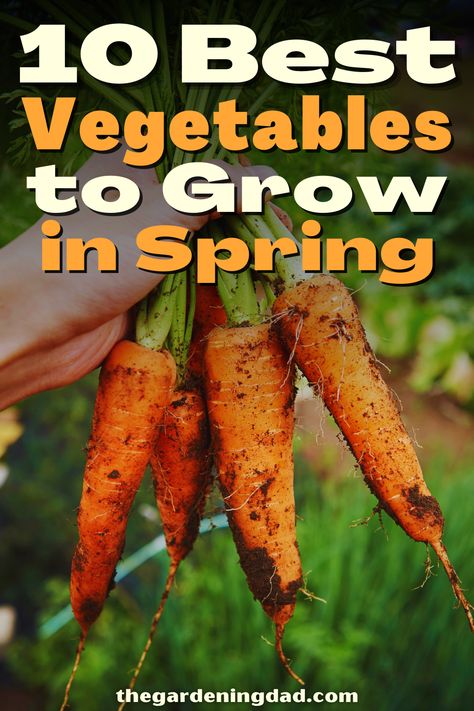 Do you want to grow easy vegetables in Spring? This article will go over the 10 best vegetables to grow in Spring. #Thegardeningdad #vegetables #Spring When To Plant Seeds For Spring, Veggies To Plant In Spring, Prepping Garden For Spring, Easiest Produce To Grow, Early Spring Garden Vegetables, Garden Problems, Vegetable Planters, Home Grown Vegetables, Apartment Garden