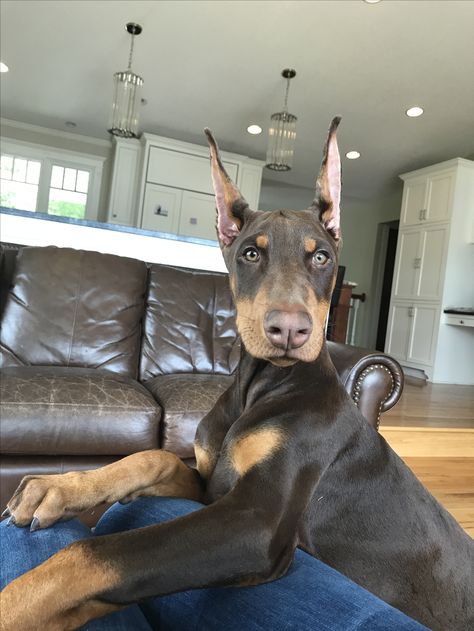 Beautiful pup. Growing up. So handsome! Awww . . . Doberman Pinchers, Doberman Pinscher Puppy, German Pinscher, Doberman Love, Doberman Pinscher Dog, Doberman Puppy, Doberman Dogs, Dream Dog, Dog Help