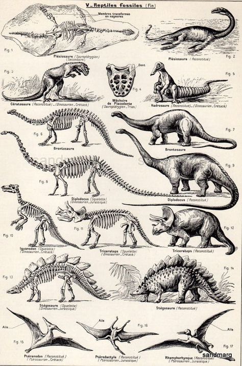 Vintage French Chart Dinosaurs Zoology Black and White by sandmarg: Dinosaur Poster Vintage, Vintage Dinosaur Poster, Vintage Dinosaur Illustration, Paleoart Illustrations, Dinosaur Lockscreen Aesthetic, Dinosaur Poster Printable, Vintage Black And White Posters, Palaeontology Aesthetic, Dinosaur Aesthetic Vintage