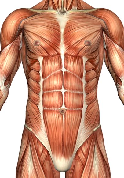 Abdominal Muscles Anatomy, Muscle Structure, Basic Anatomy And Physiology, Trigger Point Therapy, Ab Routine, Human Body Anatomy, Muscle Anatomy, Trigger Point, Anatomy For Artists