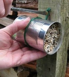 DIY: Make a Bee House with Recycled Materials | Pacifica Beach ... Bee Positive, Bee Conservation, Walker Design, Mason Bee House, Bee Houses, John Walker, Bee Hotel, Solitary Bees, Insect Hotel