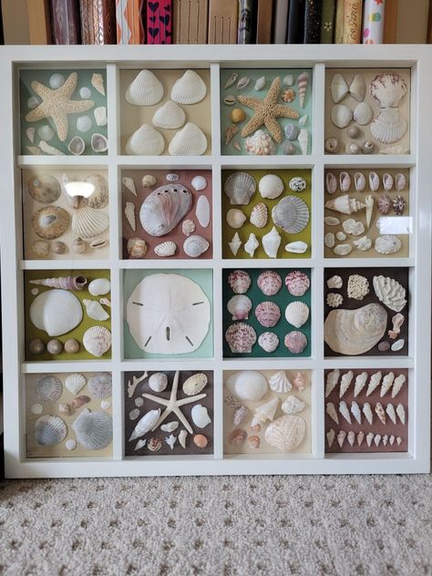 I just took an old frame and placed 10.5 pieces of paper for the backdrop. Used old shells from my various trips to create this! Sea Shell Displays Ideas, Shadow Box Ideas With Sea Shells, Displaying Shells From Beach, Seashell Organization, Display Shells From Beach, Shell Shadow Box Diy, She’ll Display, Olive Shell Art, Things To Do With Sea Shells Artwork