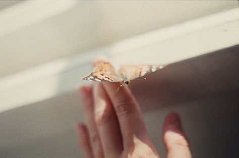 Butterfly On Finger, The Painted Veil, Robert Frank, Butterfly Kisses, Luna Lovegood, Flowers And Butterflies, Pink Butterfly, A Butterfly, The Little Things