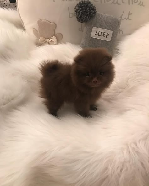 Brown Pomeranian Puppy, Dogs Group Photo, Chocolate Pomeranian, Brown Pomeranian, Micro Pomeranian, Pomeranian Colors, Baby Pomeranian, Unusual Animal Friendships, Pictures Of Pets