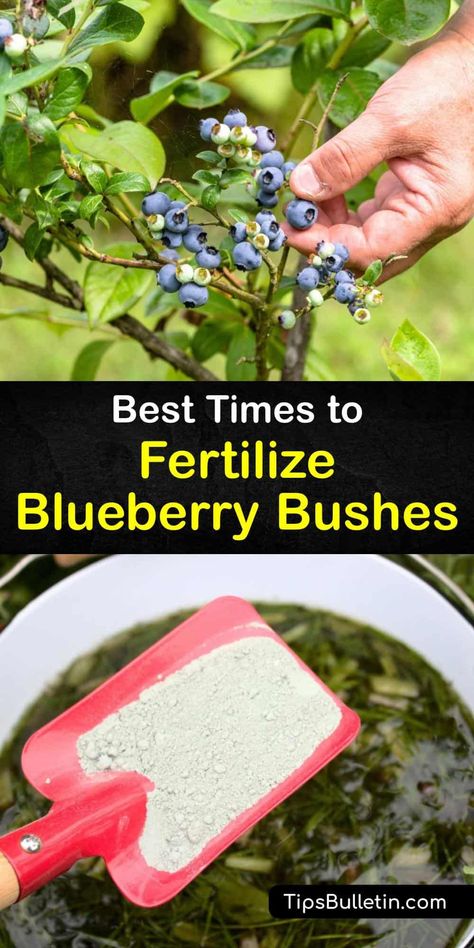 Fertilization and maintaining an acidic soil pH is critical for blueberry bushes and other acid loving plants like azaleas. Loamy soil rich in organic matter with a layer of mulch, plus an ammonium sulfate or urea fertilizer helps blueberry bushes thrive. #when #fertilize #blueberries Blueberry Bushes Landscape, Blueberry Bush Care, Pruning Blueberry Bushes, Blueberry Fertilizer, Urea Fertilizer, Growing Berries, Loamy Soil, Blueberry Gardening, Fruit Shrub