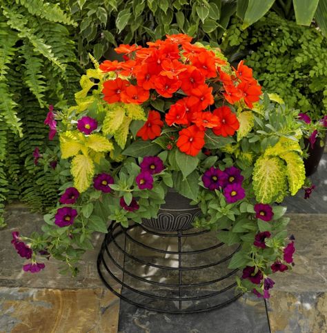 5 SunPatiens Container Combinations for Summer – P. Allen Smith Sunpatiens Container, P Allen Smith, Plant Window, Globe Amaranth, Potted Plants Outdoor, Container Ideas, Garden Fun, Planting Ideas, Container Gardening Flowers