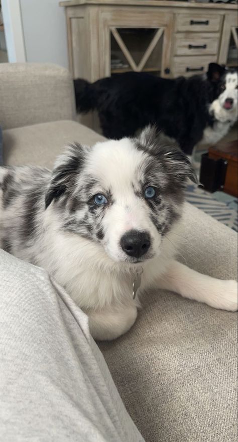 Border Collie Puppies Blue Merle, Blue Merle Border Collie Puppy, Merle Puppies, White Australian Shepherd, Border Collie Merle, Blue Merle Corgi, Blue Merle Border Collie, Blue Merle Australian Shepherd, Blue Merle Aussie