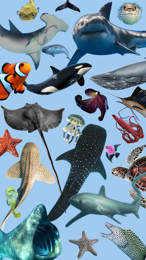 my fave lil marine guys Marine Biology Wallpaper, Biology Wallpaper, Marine Wallpaper, Florida Bedroom, Marine Biologist, The Marine, Marine Biology, Ocean Creatures, Sealife