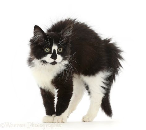 Black-and-white kitten fluffed up and defensive, white background Fluffy Black And White Kitten, White Cat Header, White Cat Halloween Costume, White Cat Gif, Cat Girl Aesthetic, Kitten Poses, Cat White Background, Cats Reference, Angry Kitten