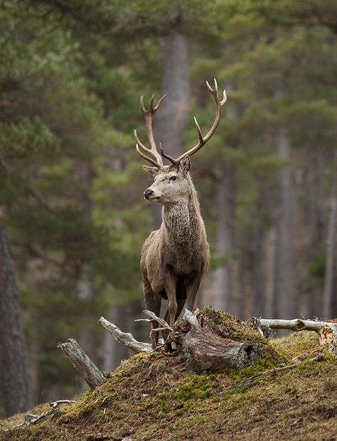 Red Deer Stag standing proud by David C Walker 1967, via Flickr Animals Tattoo, Deer Photos, Deer Family, Deer Stand, Deer Stags, British Wildlife, Red Deer, A Deer, Animal Planet