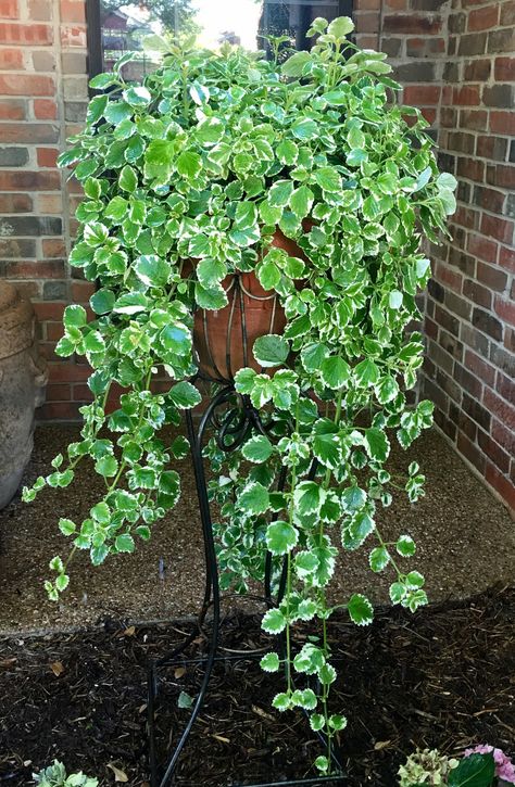 Swedish Ivy Swedish Ivy Outdoors, Repotting English Ivy, Swedish Ivy Houseplant, Aralia Plant, Ivy Indoor, Ivy Houseplant, Swedish Ivy, Flower Place, Greenery Garden