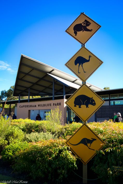 Caversham Wildlife Park. Perth, Australia. 2012 Caversham Wildlife Park Perth, Australia Vibes Aesthetic, Australia Melbourne Aesthetic, Vision Board Australia, Perth Australia Aesthetic, Caversham Wildlife Park, Australian Aesthetic, Australian Cities, Melbourne Life