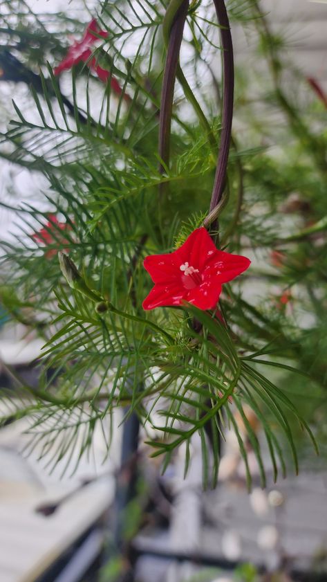 Ipomoea quamoclit, commonly known as cypress vine Cypress Flower, Cypress Leaves, Glaive Cypress Grove, Ipomoea Quamoclit, Cypress Vine, Duke Bike, Cypress Knees, Advanced Higher Art, Flower Reference