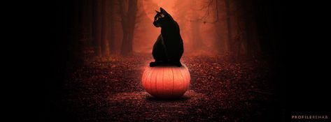 Black Cat Pumpkin Images for Facebook Cover - Halloween Black Cat on Pumpkin - Oct Event Day 18 Halloween Cover Photo Facebook, Cover Photos Facebook Unique, Fb Cover Photos Unique, Halloween Cover Photos, Fall Facebook Cover, Halloween Facebook Cover, Pumpkin Images, Pumpkin Pictures, Cover Pics For Facebook