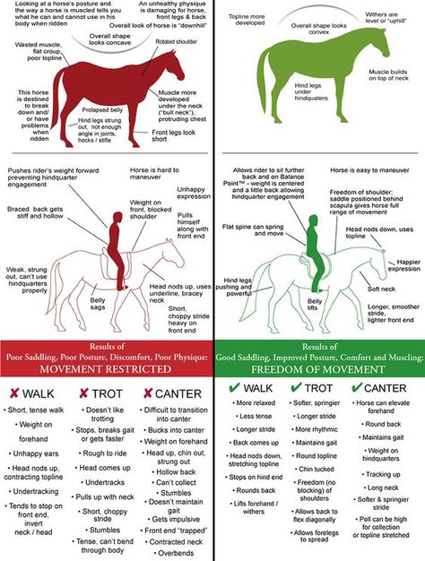 Horseback Riding Tips, Horse Information, Healthy Horses, Horse Exercises, Horse Care Tips, Horse Facts, Horse Harness, Horse Riding Tips, Horse Anatomy