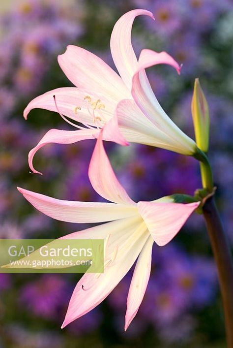 Belladonna Flower, Amaryllis Belladonna, South African Flowers, Lily Images, Wilted Flowers, Amaryllis Bulbs, Tattoo Flowers, African Flowers, Plant Photography