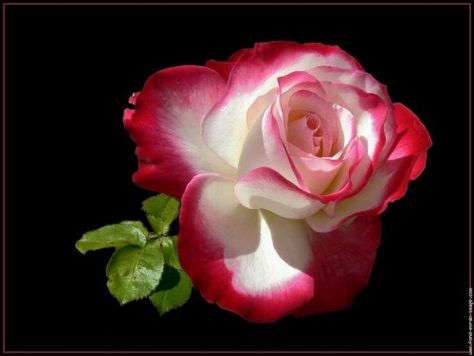 Double Delight Rose, Hybrid Tea Rose, Rose Rise, Hybrid Tea Roses, Rose Family, Different Flowers, Love Rose, Tea Roses, Back To Nature