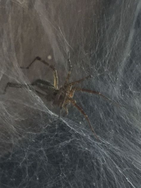 grass spider (Agelenopsis sp.) Grass Spider, Arachnids, Coraline, Spiders, Minnesota, Insects