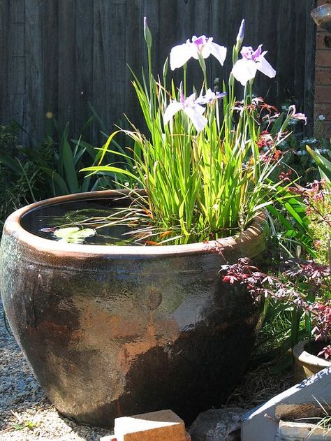 Small Water Gardens, Mata Air, Container Water Gardens, Garden Water Feature, Have Inspiration, Water Features In The Garden, Water Bowl, Water Flowers, Garden Cottage