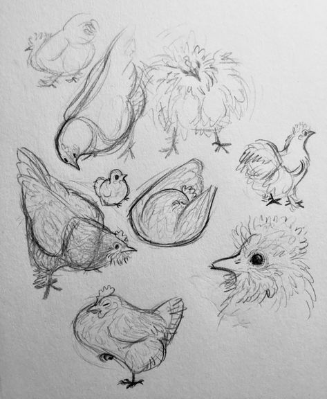 caw caaaaawww Cartoon Art Drawing, Sketches Of People, Chicken Art, Chickens And Roosters, Anatomy Drawing, Creature Concept Art, Animal Sketches, Bird Drawings, Sketch Art